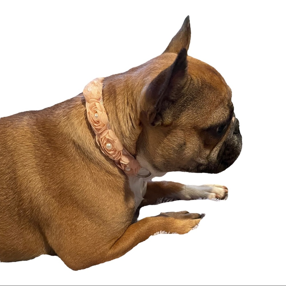 Spring Fling Collar - Picture 6 of 6